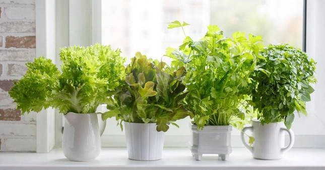 Cách làm vườn rau trong căn hộ chung cư mùa dịch - 4