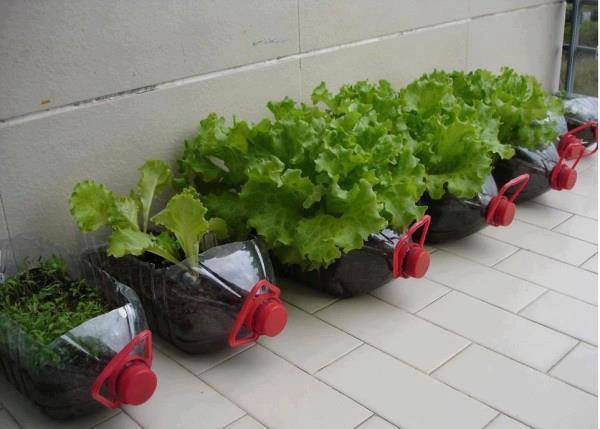Cách làm vườn rau trong căn hộ chung cư mùa dịch - 8