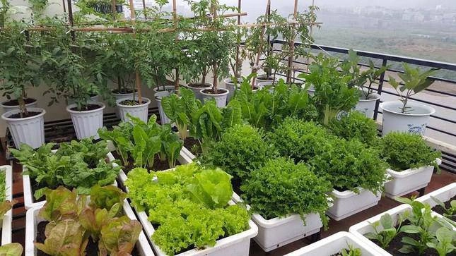 Cách làm vườn rau trong căn hộ chung cư mùa dịch - 10