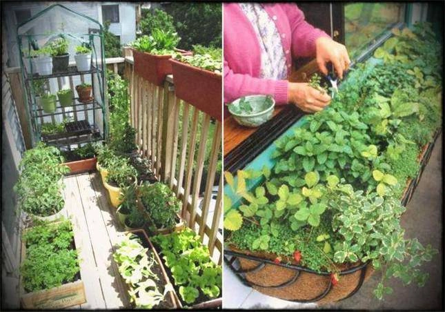 Cách làm vườn rau trong căn hộ chung cư mùa dịch - 11
