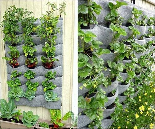 Cách làm vườn rau trong căn hộ chung cư mùa dịch - 14