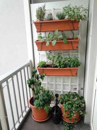 Cách làm vườn rau trong căn hộ chung cư mùa dịch - 16