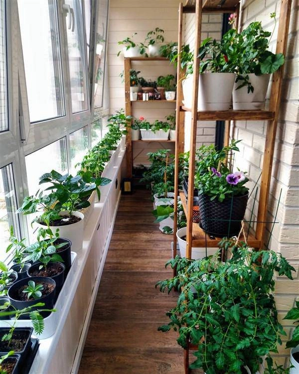 Cách làm vườn rau trong căn hộ chung cư mùa dịch - 17