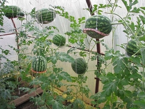 Cách trồng dưa hấu bằng hạt tại nhà đúng kỹ thuật ra nhiều quả - 1