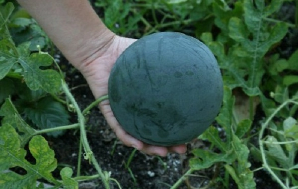 Cách trồng dưa hấu bằng hạt tại nhà đúng kỹ thuật ra nhiều quả - 2