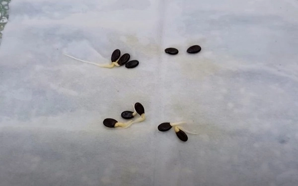Cách trồng dưa hấu bằng hạt tại nhà đúng kỹ thuật ra nhiều quả - 3