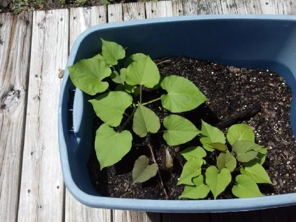 Cách trồng khoai lang từ củ bằng thủy sinh trong chậu tại nhà - 2