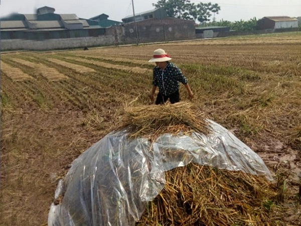 Cách trồng nấm rơm bằng mùn cưa rơm tại nhà cho năng suất cao - 2