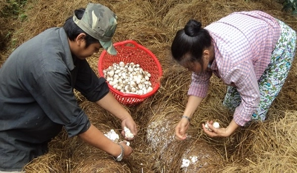 Cách trồng nấm rơm bằng mùn cưa rơm tại nhà cho năng suất cao - 3