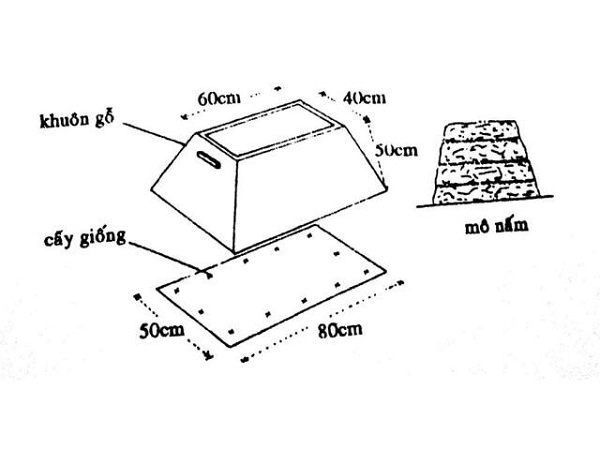 Cách trồng nấm rơm bằng mùn cưa rơm tại nhà cho năng suất cao - 5