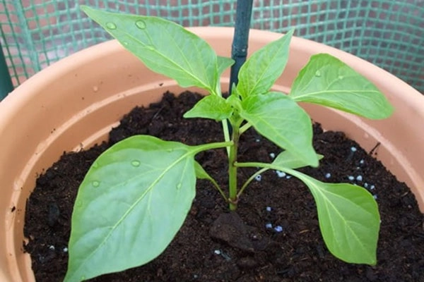 Cách trồng ớt trong chậu tại nhà đơn giản cho trĩu quả quanh năm - 3