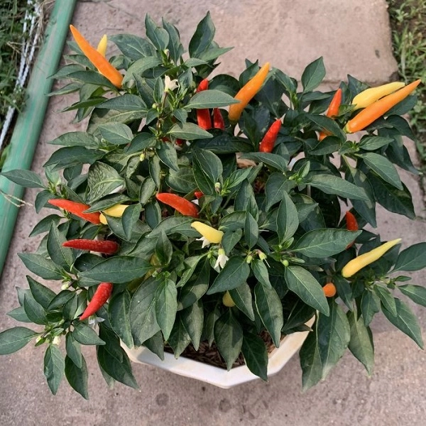 Cách trồng ớt trong chậu tại nhà đơn giản cho trĩu quả quanh năm - 4