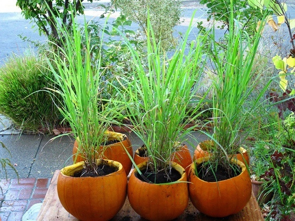 Cách trồng sả tại nhà đơn giản trong nước bằng chậu hoặc thùng xốp - 3