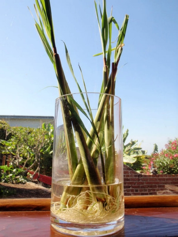 Cách trồng sả tại nhà đơn giản trong nước bằng chậu hoặc thùng xốp - 4