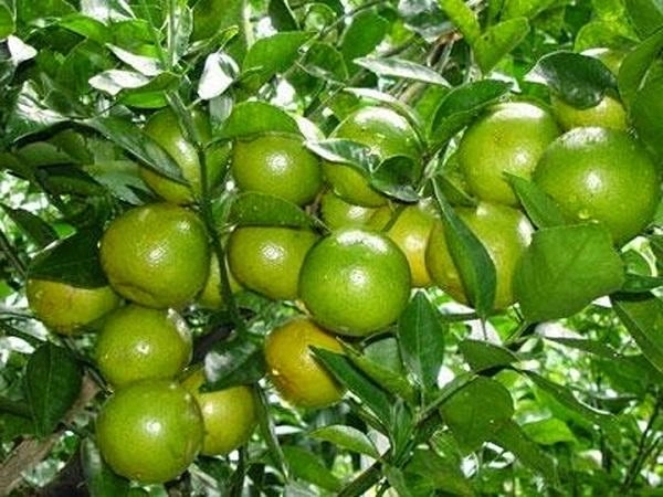 Cây chanh - đặc điểm phân loại cách trồng và chăm sóc ra quả nhiều - 2