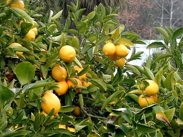 Cây chanh - đặc điểm phân loại cách trồng và chăm sóc ra quả nhiều - 3