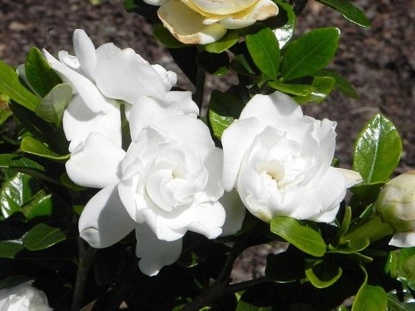 Cây dành dành đặc điểm ý nghĩa và cách trồng cây ra hoa đẹp - 3