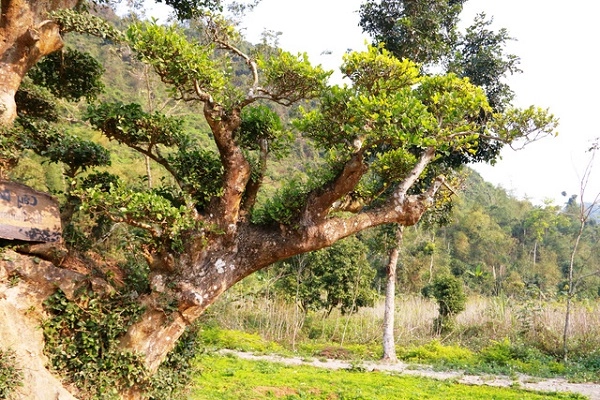 Cây duối là cây gì đặc điểm tác dụng và cách trồng cây duối - 2