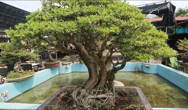 Cây linh sam đặc điểm ý nghĩa và cách trồng loài cây độc đáo - 1
