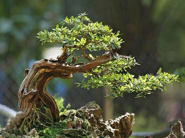 Cây linh sam đặc điểm ý nghĩa và cách trồng loài cây độc đáo - 3