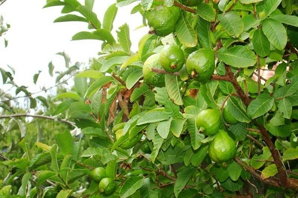 Cây ổi đặc điểm kỹ thuật trồng và cách chăm cây ra nhiều quả - 2