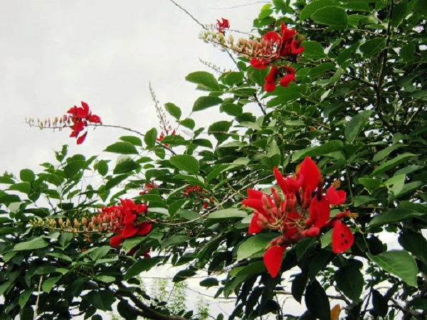 Cây osaka đỏ đặc điểm hình ảnh cách trồng và chăm sóc cây ra hoa đẹp - 1