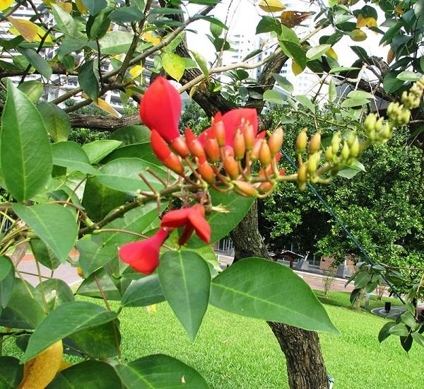 Cây osaka đỏ đặc điểm hình ảnh cách trồng và chăm sóc cây ra hoa đẹp - 3