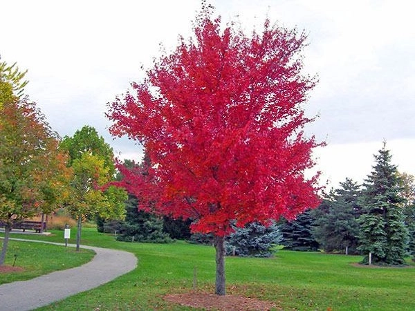 Cây phong lá đỏ đặc điểm ý nghĩa và cách trồng cây khỏe đẹp - 1