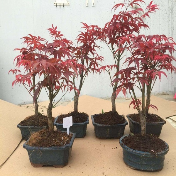 Cây phong lá đỏ đặc điểm ý nghĩa và cách trồng cây khỏe đẹp - 3