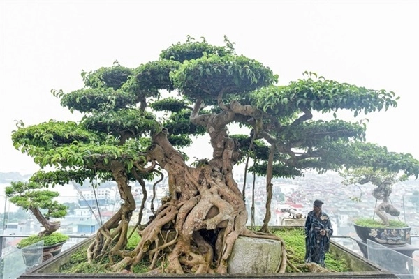 Cây sanh đặc điểm phân loại ý nghĩa và cách chăm sóc đúng kỹ thuật - 4