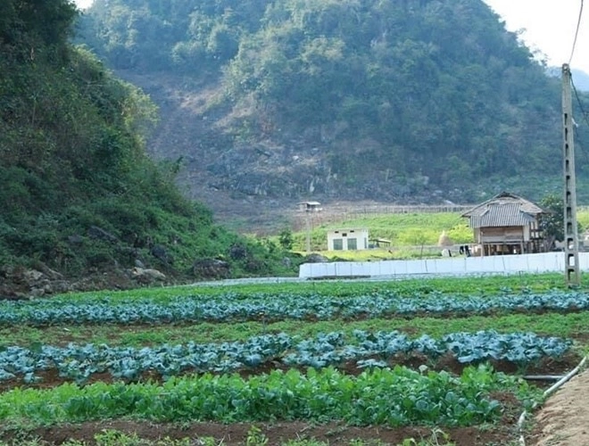 Chàng trai người mông làm vườn theo cách lạ trồng rau xen cỏ nhưng hiệu quả bất ngờ - 14