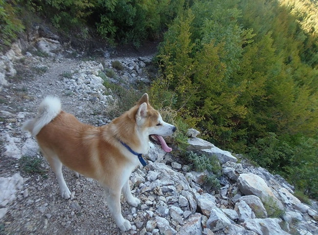 Chó akita - 10 sự thật về giống chó đáng yêu này - 1