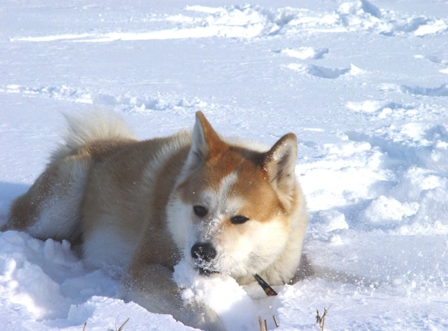 Chó akita - 10 sự thật về giống chó đáng yêu này - 5