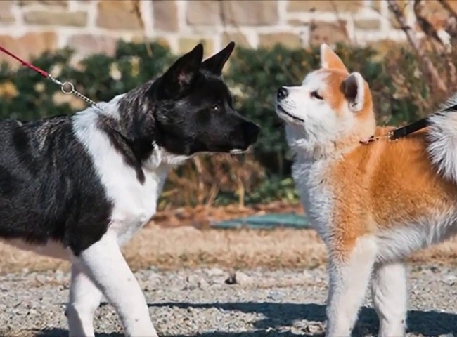 Chó akita - 10 sự thật về giống chó đáng yêu này - 9
