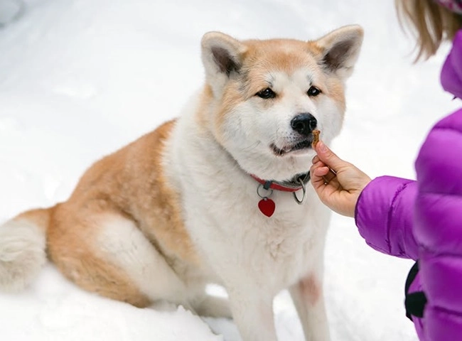 Chó akita - 10 sự thật về giống chó đáng yêu này - 10