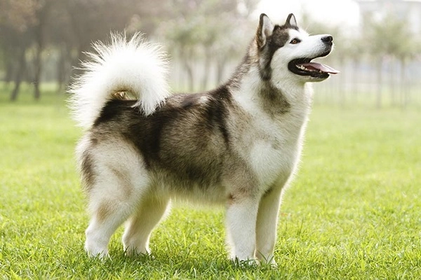 Chó alaska nhận biết phân loại đặc điểm và cách nuôi - 1