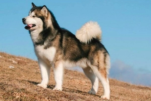 Chó alaska nhận biết phân loại đặc điểm và cách nuôi - 2