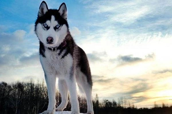 Chó alaska nhận biết phân loại đặc điểm và cách nuôi - 3