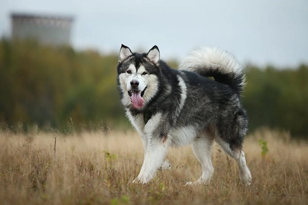 Chó alaska nhận biết phân loại đặc điểm và cách nuôi - 4