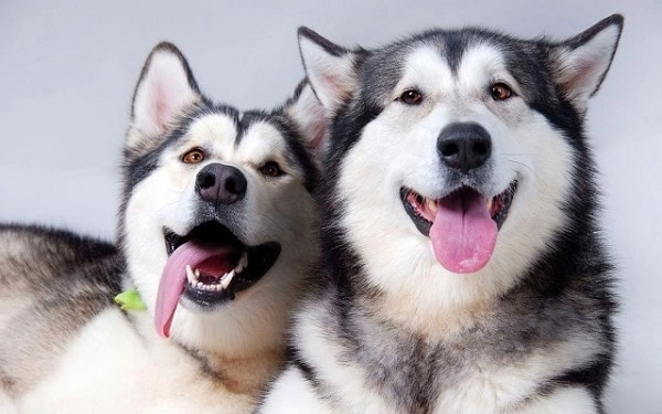 Chó alaska nhận biết phân loại đặc điểm và cách nuôi - 5