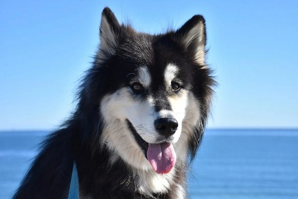 Chó alaska nhận biết phân loại đặc điểm và cách nuôi - 6