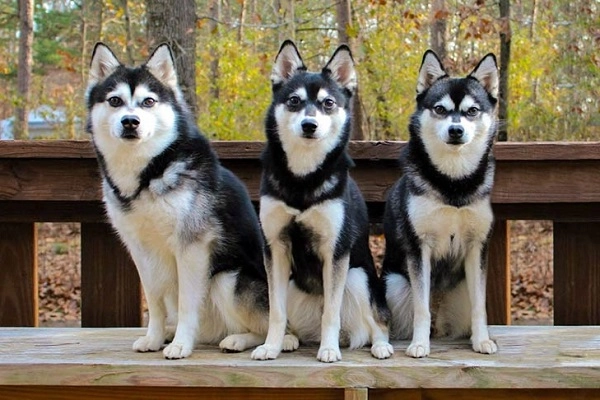 Chó alaska nhận biết phân loại đặc điểm và cách nuôi - 7
