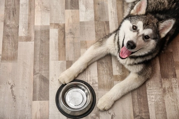 Chó alaska nhận biết phân loại đặc điểm và cách nuôi - 8