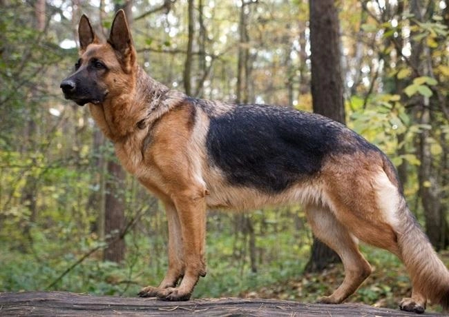 Chó becgie - dòng chó thông minh nhanh nhẹn và trung thành - 3