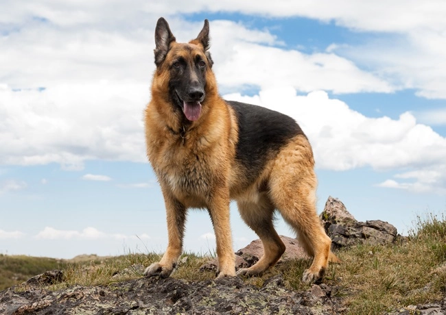Chó becgie - dòng chó thông minh nhanh nhẹn và trung thành - 5