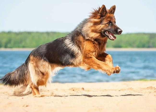 Chó becgie - dòng chó thông minh nhanh nhẹn và trung thành - 7