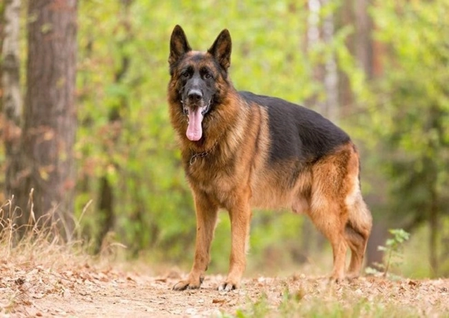 Chó becgie - dòng chó thông minh nhanh nhẹn và trung thành - 9