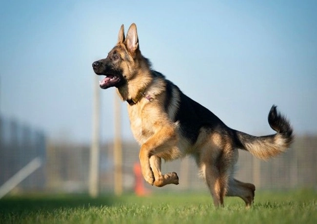 Chó becgie - dòng chó thông minh nhanh nhẹn và trung thành - 11