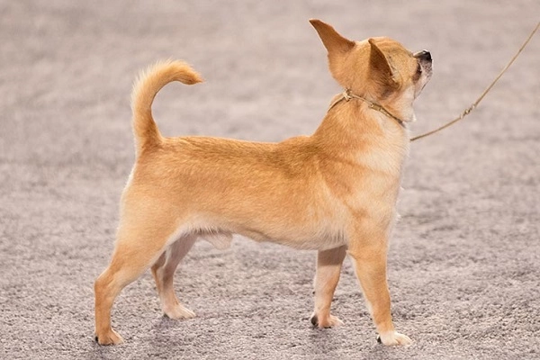 Chó chihuahua phân loại đặc điểm và cách chăm sóc tốt nhất - 2
