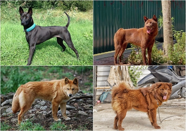 Chó cỏ - đặc điểm và những giống chó phổ biến hiện nay - 7